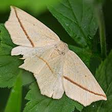 Image result for Syngrapha hochenwarthi