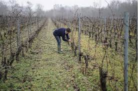 Image result for grape pruning