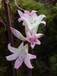 Amaryllis Amaryllis Flowers Amaryllis Flower Garden