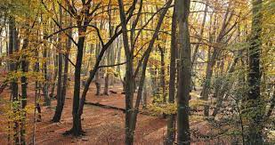 Steeped in history, full of character and jewelled with green spaces, every season epping forest, london's largest open space, is a registered charity managed by the city of london.… Welcome To Epping Forest District Epping Forest