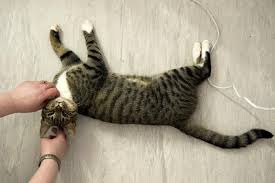 Tekanan yang kamu hadapi sekarang ini merupakan sesuatu yang selama ini membuat kamu bahagia namun pada saat ini berbalik menyerang kebahagiaan kamu. Dalam Mimpi Itu Saya Membunuh Kucing Apa Yang Ia Cuba Untuk Membunuh Kucing Dalam Mimpi Apa Maknanya