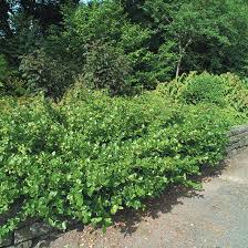 Image result for Euonymus fortunei