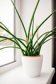 Image result for Sansevieria