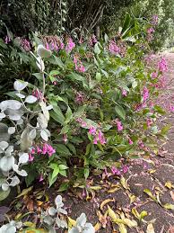 Image result for Strobilanthes hamiltoniana