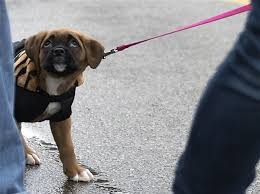 Lil bow wow] all young girls beware this pup's off the chains i'm gritty little something here putting down pain since i was six running with the pound it's been going down i'm city to city, town to town they running up. Pets Parade Down Hamilton Avenue In Homewood For Opening Of New Shelter Pittsburgh Post Gazette
