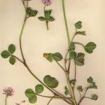 Image result for Trifolium isthmocarpum