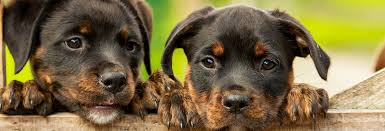 Valley cottage animal hospital is a comprehensive 24 hour clinic that provides medical care to all household pets and companion animals. Valley Veterinary Hospital Hadley Veterinarians