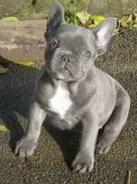 All vaccination up to date.very attractive solid blues welcome to cheerful french bulldogs, most lovable and sweetest blue french bulldog puppies available. Image From Http Www Frenchiebulldogs Co Uk Gallery Images French Bulldog Puppies For Sale French Bulldog Puppies Blue French Bulldog Puppies Bulldog Puppies