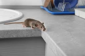Here are 7 effective ways on how to get rid of rats permanently, how to kill rats, better than any rat trap. What Kills Rats Instantly How To Get Rid Of Rats In Your House Fast Synergy