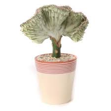Maybe you would like to learn more about one of these? Cactus Succulents Plants Garden Flowers The Home Depot