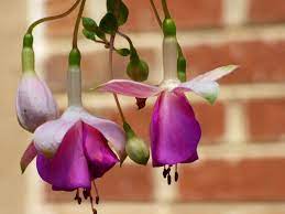 Fuchsia Plant Care Are Fuchsia Plants Annual Or Perennial Fuchsia Plant Fuchsia Flower Flower Care