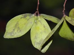 Image result for Hippocratea africana