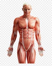 It holds a deeper meaning to the work we do than we care to imagine. Human Body Front And Back Hd Png Download 618x989 403196 Pngfind