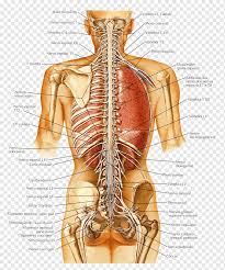Download scientific diagram | left side: Human Body Organ Human Anatomy Human Back Structure Of Human Organs Hand Human Anatomy Png Pngwing