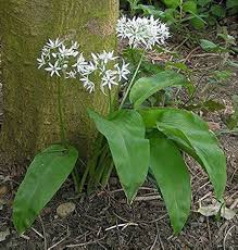 Image result for Allium ursinum