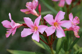 Quand et comment planter le laurier rose. Comment Cultiver Un Laurier Rose Gamm Vert