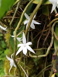 Image result for Aerangis appendiculata