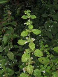 Image result for Melissa officinalis