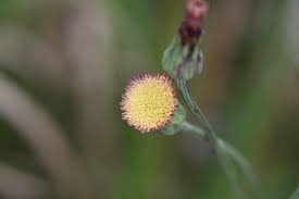 Image result for Sonchus wilmsii