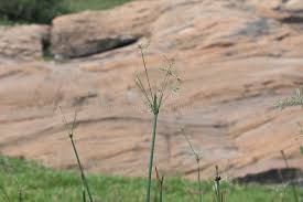 Image result for Pycreus