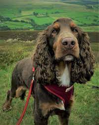 See more ideas about cocker spaniel, spaniel, cocker spaniel puppies. Cockspaniel Hair Cuts And Grooming Tips For The Breed
