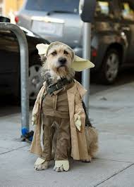 Yoda Dog Costume Niedliche Tiere Hunde Tierkostum