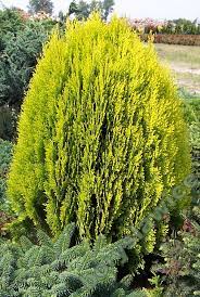 Find help and information on platycladus orientalis 'rosedalis' oriental thuja 'rosedalis compacta' thuja biota, including varieties and pruning advice. Thuja Orientalis Aurea Nana Emerald Plants