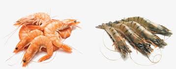 Prawns Prawn Fish Png Image Transparent Png Free Download On Seekpng (there are also 4k・hd videos) pixta provides high quality prawn pngs which can be used on various themes, and each item starts from as low as $5.