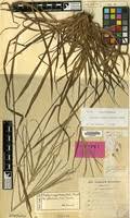 Image result for Digitaria ternata