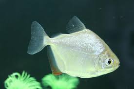 Silver Dollar Fish Care Size Lifespan Tankmates Breeding