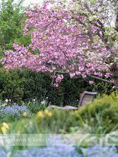 die schoensten baeume fuer den garten prunus kanzan nelkenkirsche baume garten schone baume garten