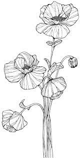 poppies digi bjl coquelicot dessin floral fleur coloriage de feuilles