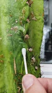Find a pesticide that's safe for use on cacti or. How To Get Rid Of Mealybugs On Your Cactus And Prevent Them From Coming Back Potted Pixie