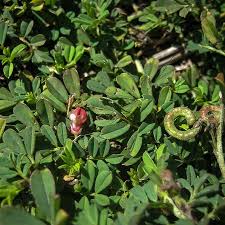 Image result for Indigofera circinella