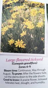 Tickseed Coreopsis Tickseed Coreopsis Tickseed Prairie Flower
