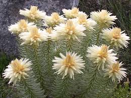 Image result for Phylica