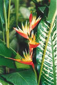 Les Omb Heliconia Heliconia Paradise Flowers Hawaiian Flowers