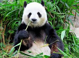 Dobra wiadomość: Pandy wielkie nie są już gatunkiem zagrożonym -  ciekawe.org - ciekawe.org
