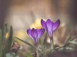 Is there a kind that blooms in spring and again in. Crocuses Blooming Time Aero Macro Nature Purple Spring Flowers Photography Hd Wallpaper Wallpaperbetter
