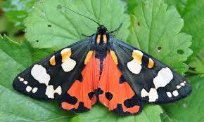 Scarlet Tiger | Butterfly Conservation