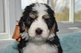 Stay updated on future goldendoodle and golden. Tricolor F1 F1b Bernedoodle Puppies For Sale In North Carolina By Above And Beyond Standards Above And Beyond Standards Premier Puppies In Nc Bernedoodle Goldendoodle Akc Poodle Sheepadoodle