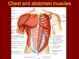 There are three muscular layers of the abdominal wall, with a fourth layer in the middle anterior region. Chapter 11 Axial Muscles Of The Body Course Objectives Name And Be Able To Identify Specific Axial Muscles In The Body Know The Origin And Insertion Ppt Download