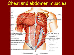 Common chest and abdominal injuries. Chapter 11 Axial Muscles Of The Body Course Objectives Name And Be Able To Identify Specific Axial Muscles In The Body Know The Origin And Insertion Ppt Download