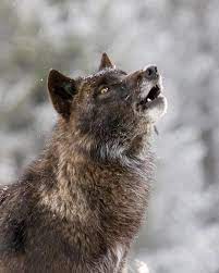Wolf Howling In Snow Wolf Howling Animals Wolf Love