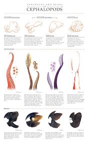 Tentacles And Beaks Of Cephalopods Maps Graphs Charts