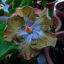 Green Hibiscus Via Secret Language Of Flower Hibiscus Flowers Hibiscus Beautiful Flowers