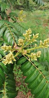 Image result for Canarium schweinfurthii