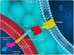 It may be recommended when at least two other treatments have not been effective. Pharmacology Of Car T Cells