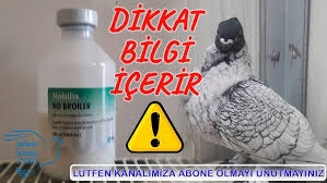 Corlu Evcil Kanatlilar Fuari Macar Guvercinleri Youtube