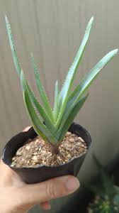 アロエ リネアータ